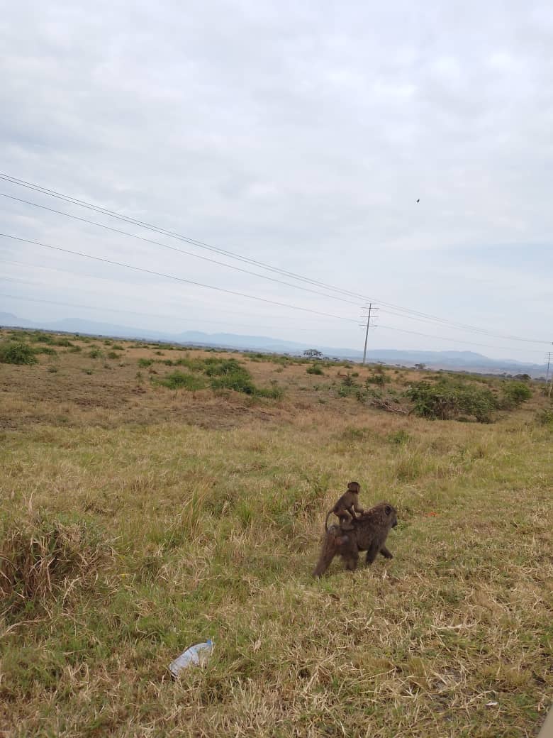Field Moment